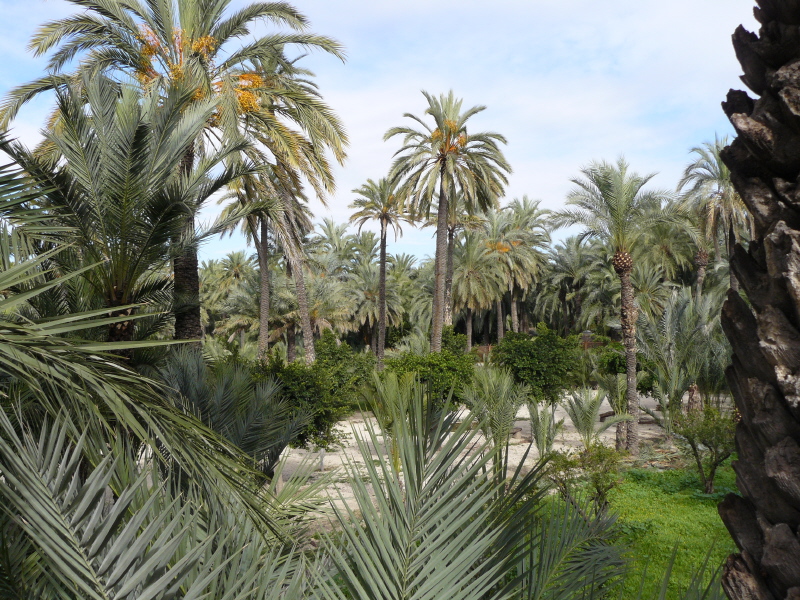 Elche
